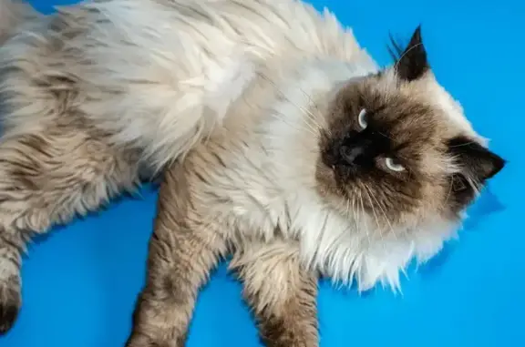 Найдена кошка, улица им. Героя Яцкова И.В., Краснодар - возраст примерно 3 года - photo