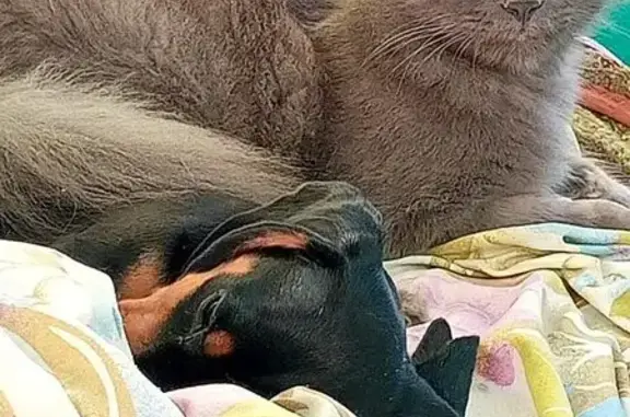 Пропала кошка, улица Ларина, 9/1, Ростов-на-Дону - серый дымчатый окрас - photo