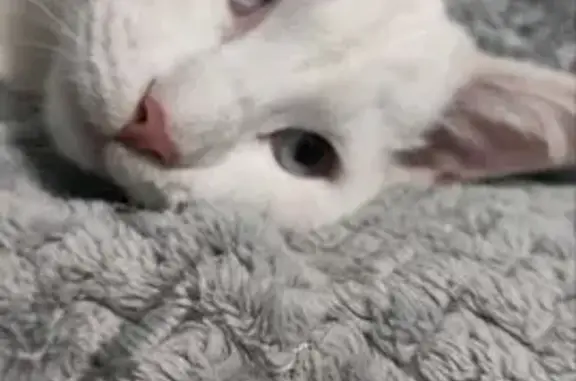 Пропала кошка, улица Николая Петрова, 3, Улан-Удэ - белый кот подросток - photo