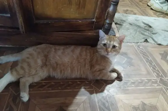 Найденные животные Вышний Волочёк, фото: Найдена кошка, улица 9 Января, 45/46, Вышний Волочёк - рыжая, не дикая