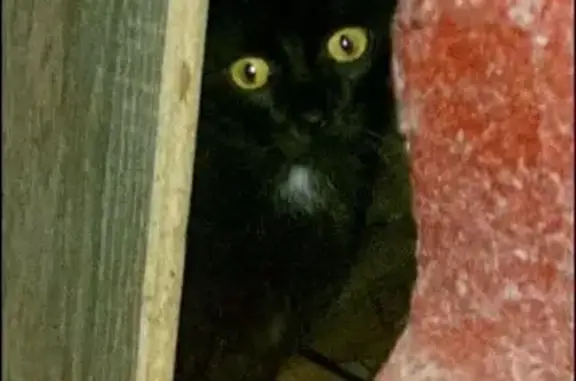Найдена кошка, Рязань, фото: Найдена кошка, улица Дзержинского, Рязань - в подвале 4 подъезда