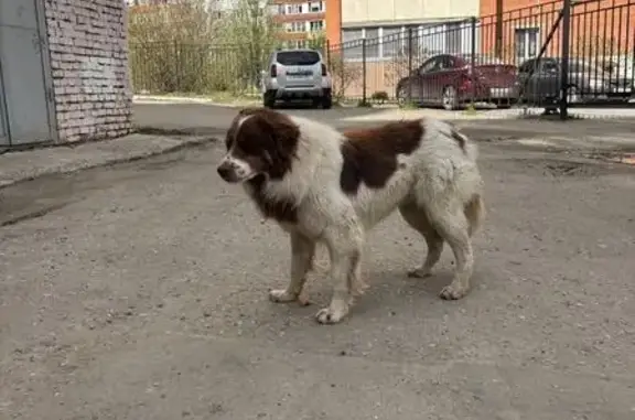 Объявления о пропавших и найденных животных, Пенза, фото: Найдена собака, улица Кижеватова, 23, Пенза - пугливая бело-коричневая девочка