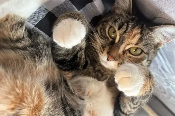 Пропала кошка, улица Академика Бардина, 4, Екатеринбург - откликается на кличку Малика - photo