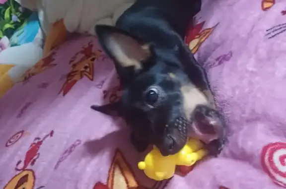 Пропала собака, проспект Революции, Павловск - маленькая, окрас чёрный, хвоста нет - photo