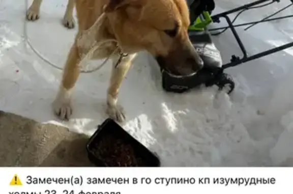 Найдена собака, Ступино, фото: Найдена собака, Ступино - явно домашняя