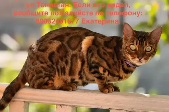 Пропала кошка, Тенистая улица, 7, Малое Исаково - бенгальская порода - photo