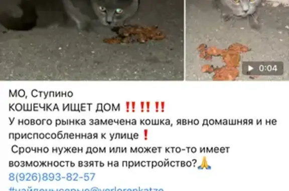 Объявления о пропавших и найденных животных, Пыхчево, фото: Найдена кошка, Ступино, Московская область