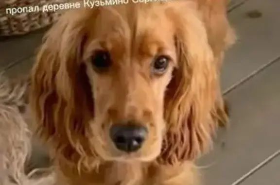 Пропала собака, Лесная улица, Москва - коричневый окрас, ошейник с адресником - photo