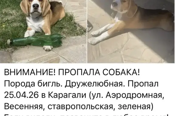 Пропала собака, Зелёная улица, Астрахань - бигль, добрый и дружелюбный - photo