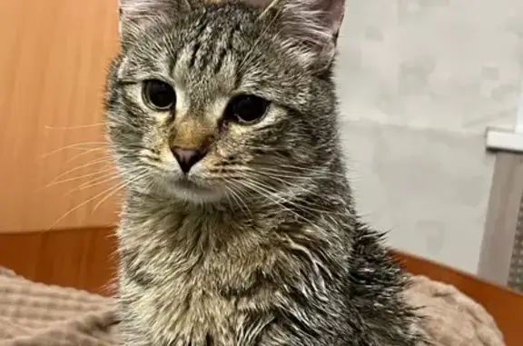 Объявления о пропавших и найденных животных, Ярославль, фото: Найдена кошка, улица Добрынина, 17, Ярославль - серый окрас, точно домашняя