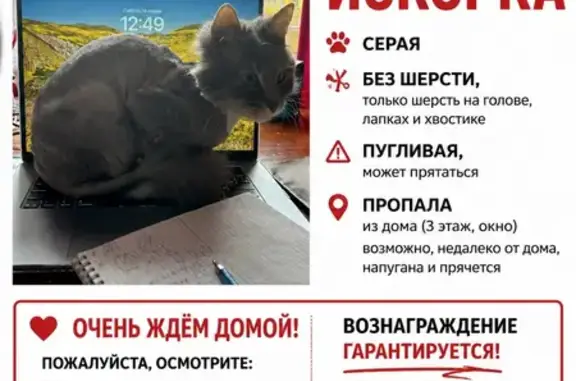 Пропала кошка, улица Фрунзе, 5, Улан-Удэ - серая, бритая - photo