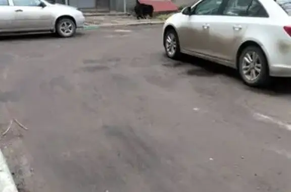 Найдена собака, Йошкар-Ола, фото: Найдена собака, Пролетарская улица, 17, Йошкар-Ола - бернский зеннехунд