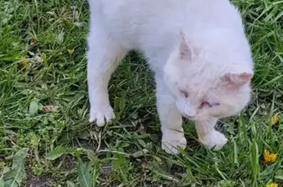 Объявления о пропавших и найденных животных, Батайск, фото: Найдена кошка, Батайск - один голубой глаз, другой зелёный