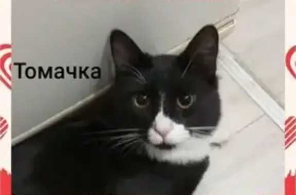 Потерянные животные Санкт-Петербург, фото: Пропала кошка, проспект Славы, 2 к2, Санкт-Петербург - чёрный кот с белой грудкой