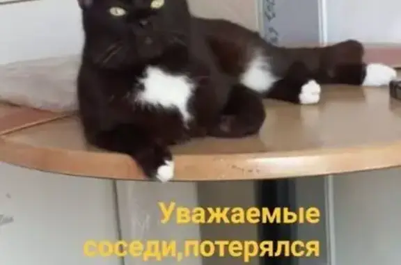 Пропала кошка, улица Лётчика Пилютова, Санкт-Петербург - залысина на бедре - photo