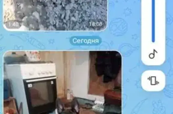 Пропала собака, Новый Оскол - photo