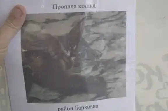 Пропала кошка, Долгая улица, 3В, Пенза - серая с белыми полосками - photo