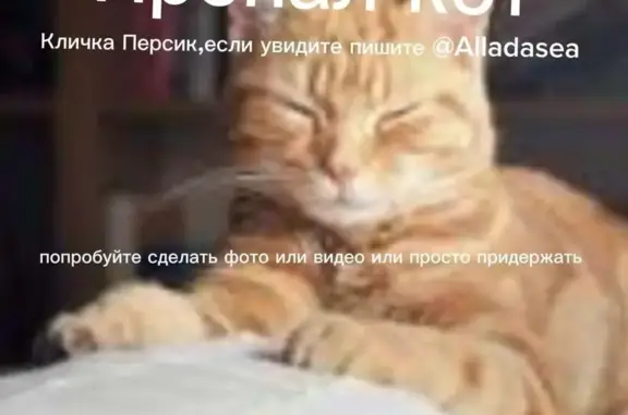 Пропала кошка, Киселёвская улица, 12, район Троицк, Пыхчево - темно-рыжая, кличка Персик - photo