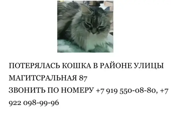 Пропала кошка, Магистральная улица, 87, Ноябрьск - серого цвета, кличка Муся - photo