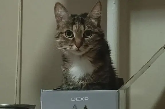 Пропала кошка, улица Садриева, Лениногорск - полосатое пузико, самая ласковая - photo