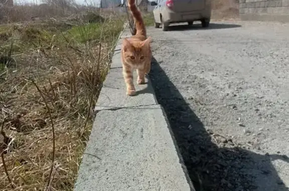 Пропала кошка, улица Ленина, Межозёрный - рыжая бенгальская порода, 5 месяцев - photo