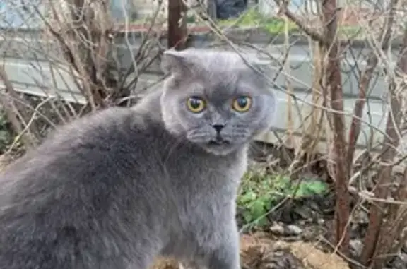 Пропала кошка, улица Пржевальского, 2А, Челябинск - старый серый кот - photo