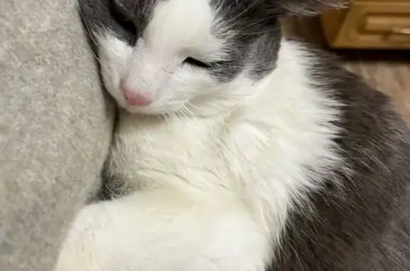 Пропала кошка Максик, улица Охотников, 15, Пермь - photo