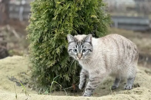Пропала кошка, Ткацкий проезд, 24, Тюмень - голубоглазая, 1,5 года - photo