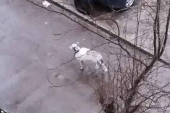 Найдена собака, Нижний Новгород, фото: Найдена собака, Нижний Новгород - большой на половину стриженый кобель