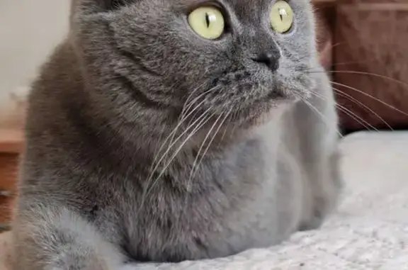 Пропала кошка, Колхозная улица, 20, Подольск - серая кошка - photo