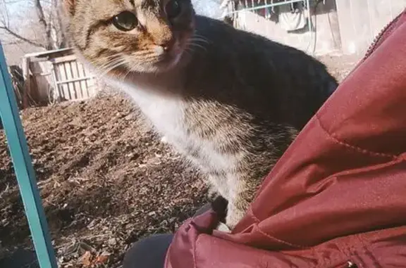 Найденные животные Котельнич, фото: Найдена кошка, улица Маяковского, 39, Котельнич - беременная