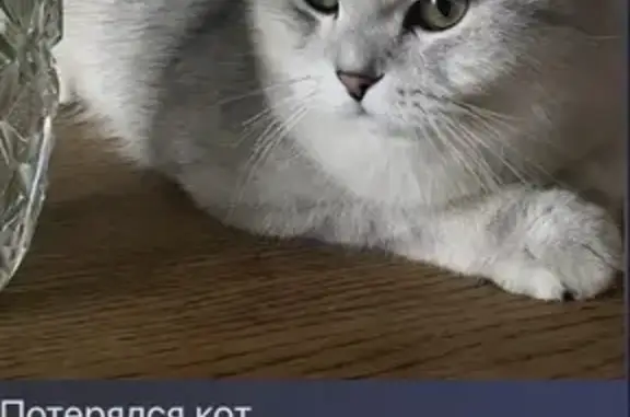 Кошки потеряшки, Ягодное, фото: Потеряшка кошка, улица Вознесенского, 23Г, Ягодное - белый с серым шотландец