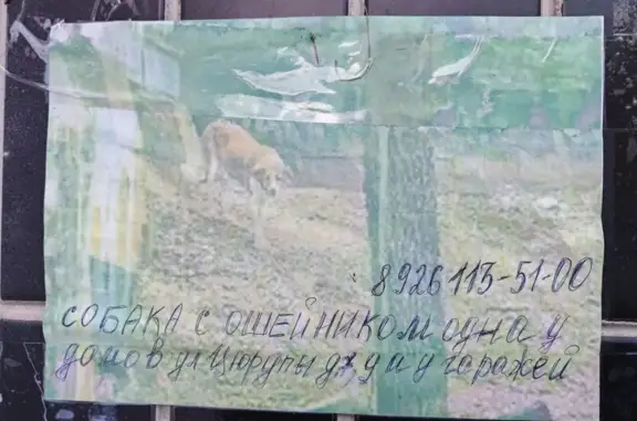 Объявления о пропавших и найденных животных, Москва, фото: Найдена собака, улица Цюрупы, 7 к1, Москва