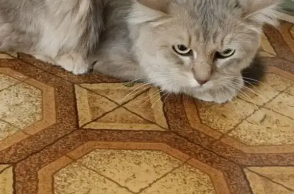 Объявления о пропавших и найденных животных, Брянск, фото: Найдена кошка, улица Володарского, Брянск - серый пушистый котик