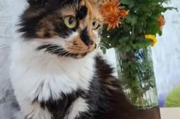 Пропала кошка, 2-й Первомайский переулок, 7, Яблоновский - трехцветная, дружелюбная - photo