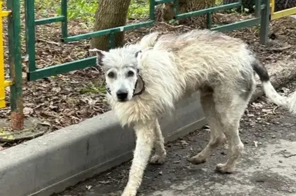 Найдена собака, Нижний Новгород, фото: Найдена собака, улица Адмирала Васюнина, 2А, Нижний Новгород - белая с ошейником