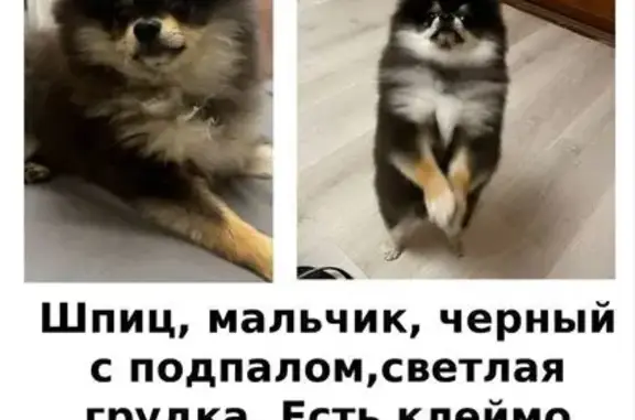 Пропала собака, Малая Семёновская улица, Москва - чёрный с подпалом - photo