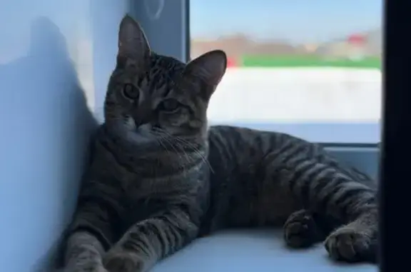 Пропала кошка, Парковая улица, 3, Малая Пурга - пестрый окрас и светло-коричневые глаза - photo