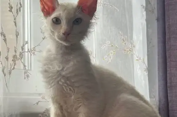 Пропала кошка, улица Чкалова, 43, Ханты-Мансийск - короткошерстный сфинкс - photo