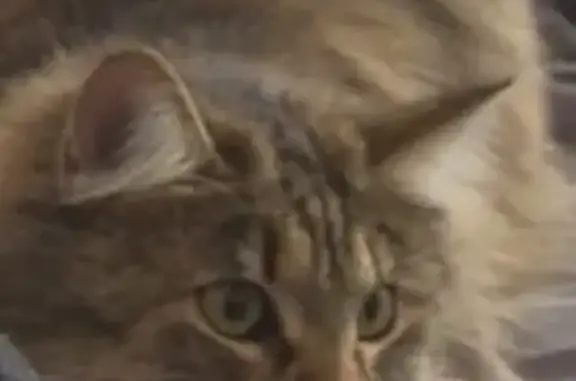 Пропала кошка, Вознесенская улица, 1, Уфа - сибирская, немного кудрявое пузико - photo