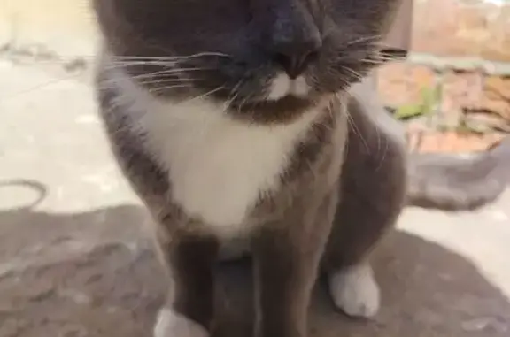 Найдена кошка, Тюмень, фото: Найдена кошка, улица Республики, 213, Тюмень