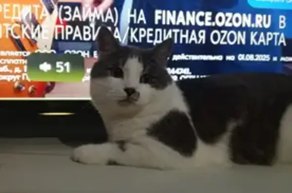 Пропала кошка, улица Шаталова, Раздольное - откликается на кличку Саймон - photo