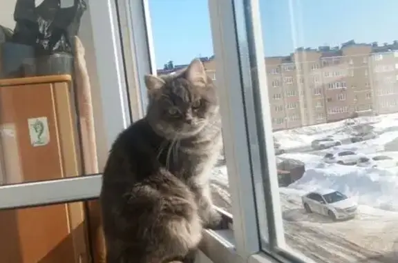 Пропала кошка, улица Рахимьяна Насырова, 7, Октябрьский - короткошерстый серый окрас - photo