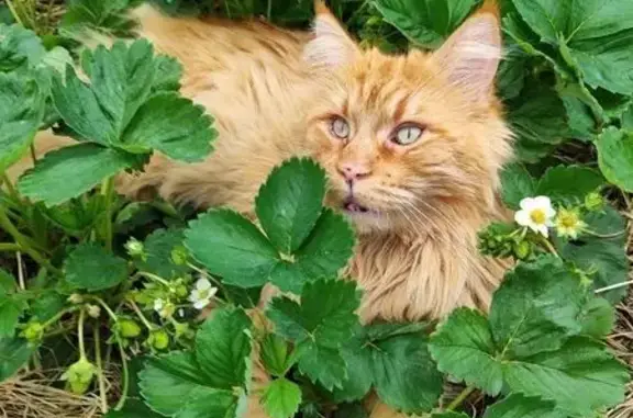 Пропала кошка, Стерлитамак, Башкортостан - большой рыжий мейн-кун - photo