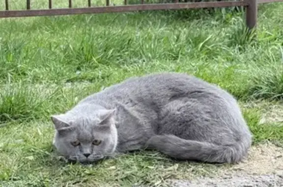 Найдена кошка, Калининград, фото: Найдена кошка, Великолукская улица, Калининград - серая с желтыми глазами