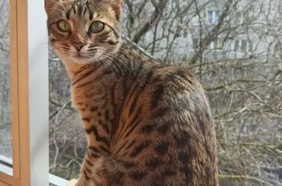 Пропала кошка, Транспортная улица, 14/2, Семилуки - спрыгнула с балкона - photo