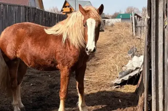 Пропал Другой, Песчаная улица,...