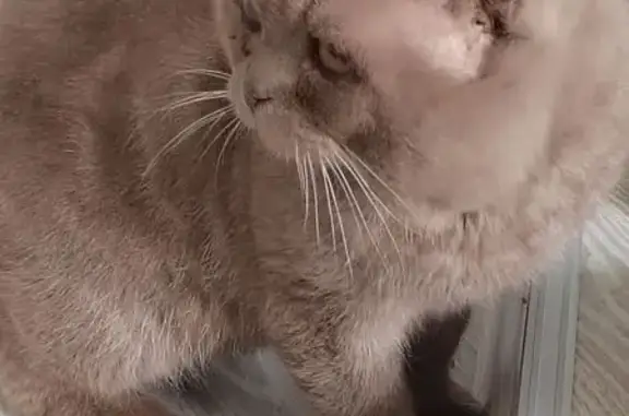 Найдена кошка, Кстово, фото: Найдена кошка, Театральная улица, 3, Кстово - правый глаз имеет бельмо