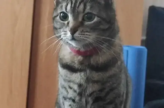 Пропала кошка, Советская улица, 6, район Внуково, Кокошкино - тоненькая и ласковая - photo