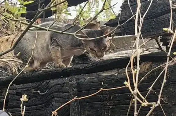 Найдена кошка, Южно-Челябинский Прииск, фото: Найдена кошка, улица Мехколонна 7, Южно-Челябинский Прииск - донской сфинкс с серым окрасом